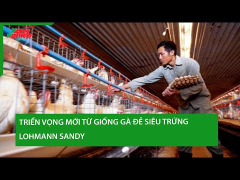 Triển vọng mới từ giống gà đẻ siêu trứng Lohmann Sandy