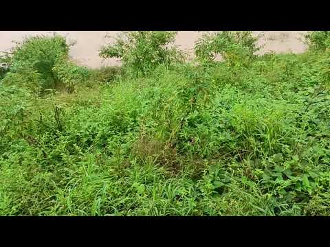 Rio gavião com uma cheia gigante após muita chuva na Bahia 