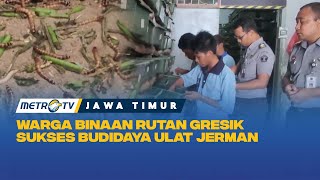 Download lagu Warga Binaan Rutan Gresik Sukses Budidaya Ulat Jerman mp3