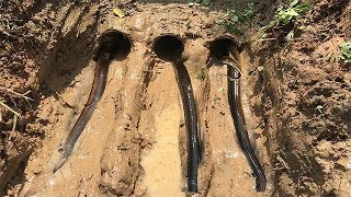 Download lagu Bamboo Deep Hole Eels Trap -Boy Make Deep Hole Eels Trap With Bamboo To Catch Eels mp3