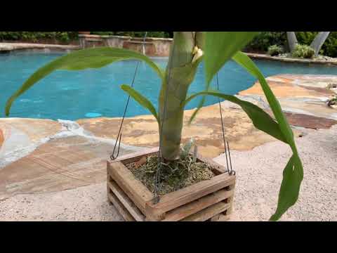 Catasetum Update, Can’t Believe it