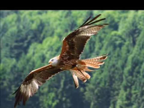 FLY -  Lamar feat. Jemini