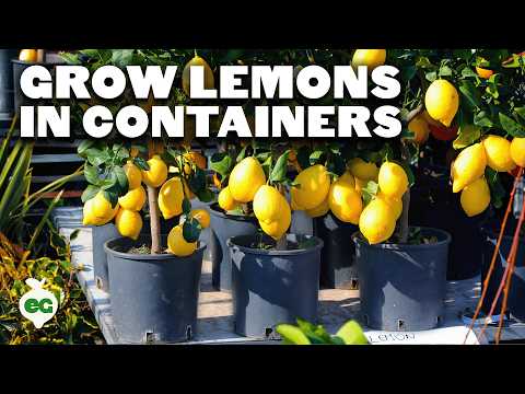 YouTube video about For the mom who likes to grow her own: Petite Meyer Lemon Tree