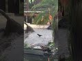 An American Flamingo Jumping And Stops