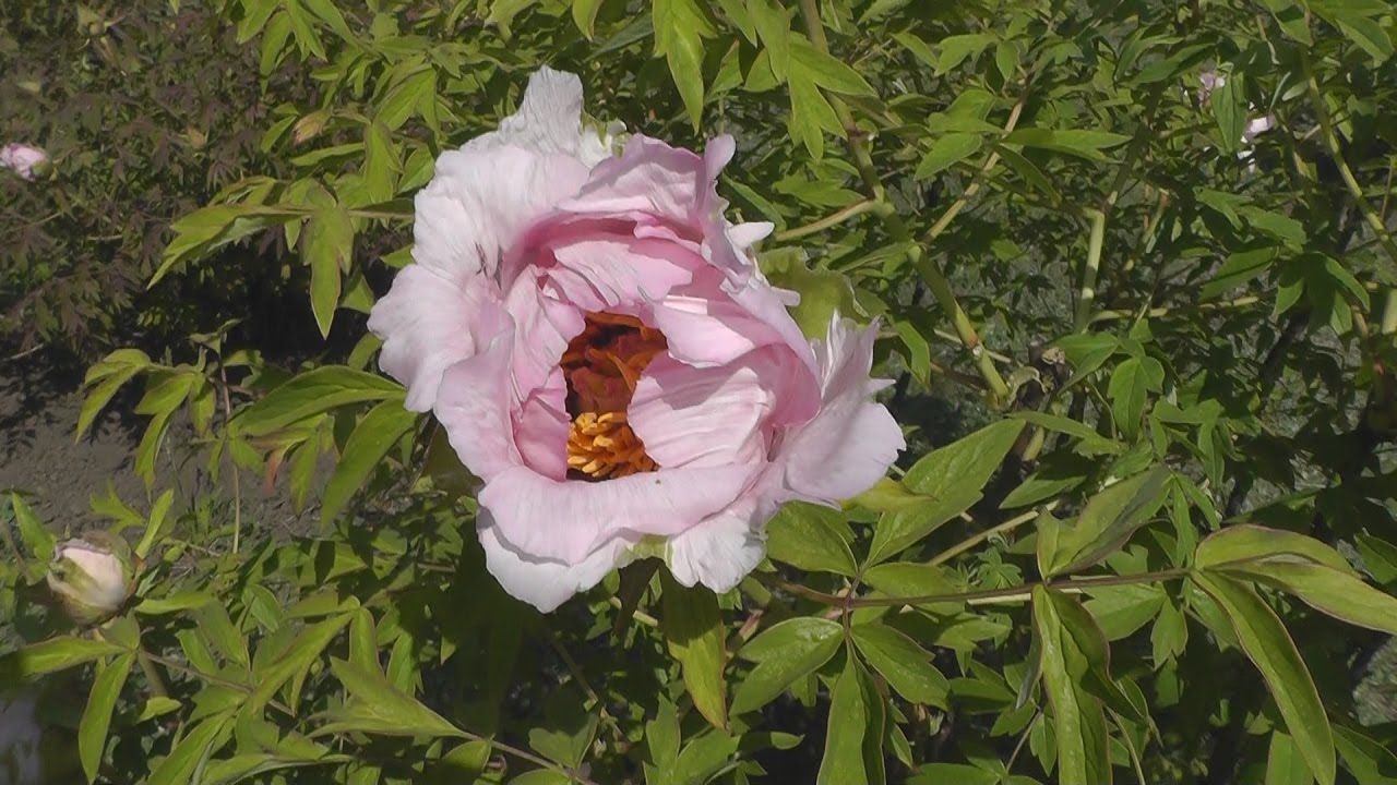 Полезное видео