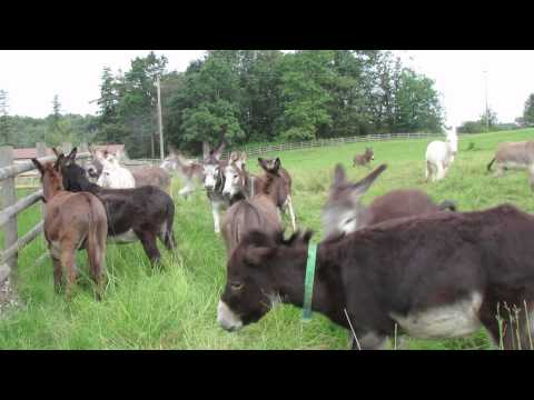 La gioia degli asinelli salvati dal Rifugio