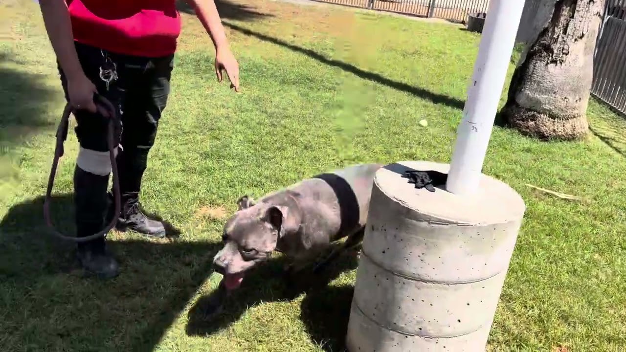 Enlarge BLUE SKY, a Adoptable American Bully in Delano, CA video 5/5