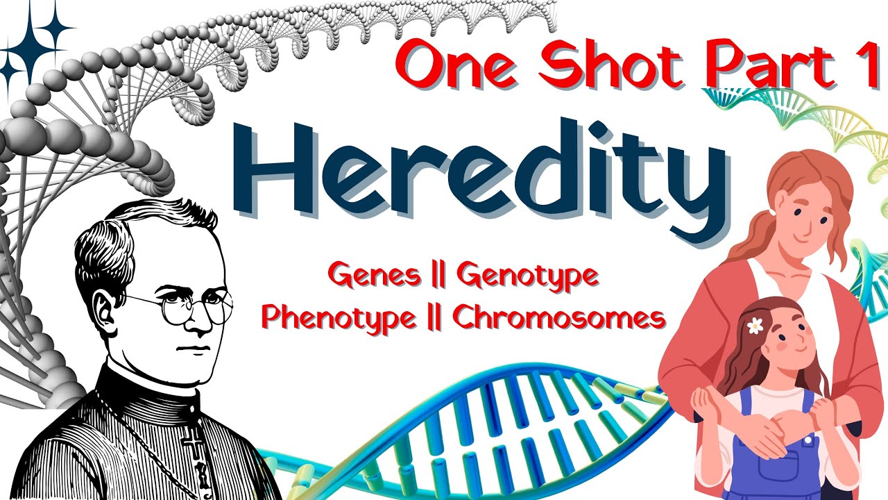 Heredity Class 10 Rapid Revision | Genotype And Phenotype | Chromosomes Genes And DNA