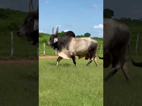 TOURAÇO GUZERÁ LF NA PARAÍBA #shorts
