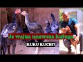 UFUGAJI WA KUKU WA KIENYEJI KUKU AINA YA KUCHI TUNAUZA KUKU KUCHI ORIGINO