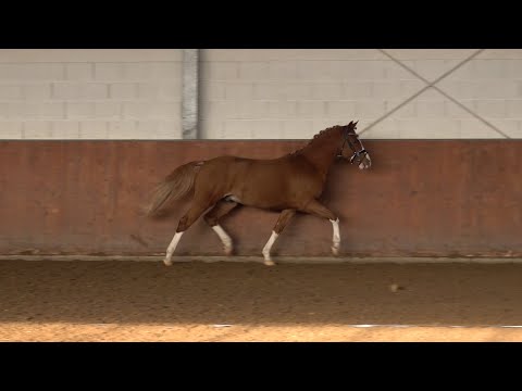 GLÜCKSKIND, Hengst von Hesselteichs Golden Dream - Kiribati, *01.05.2017