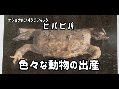 卵胎生動物: 例と興味深いもの