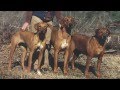 Rhodesian Ridgeback, Hunter & Guard 