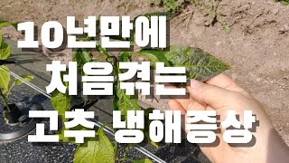고추농사 10년만에 처음 봄.. 고추 냉해증상이 이런거구나.. 날씨가 뭐 이러냐.