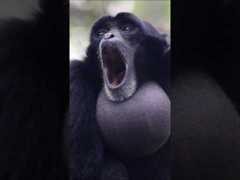 Gibbon Monkey Call #shorts #short