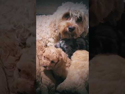 Cavapoo Welpe kaufen