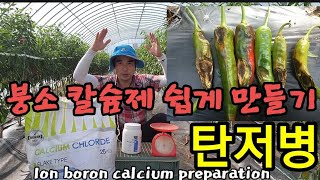 고추 탄저병 칼슘제로 해결! 이온붕소칼슘 제조법 Preparation of Boron Calcium