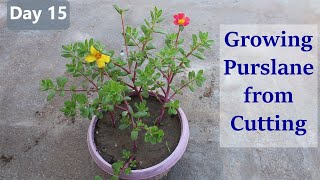Growing purslane plants form cutting | Flowering purslane