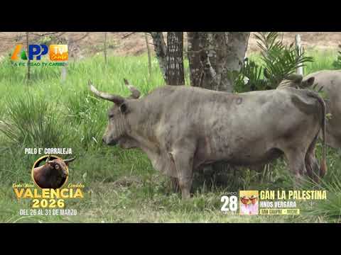 Ganadería La Palestina para la Palo e' Corraleja | Valencia 2026.