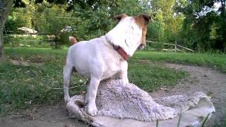 preview picture of video 'Vado HD Jack Russell'