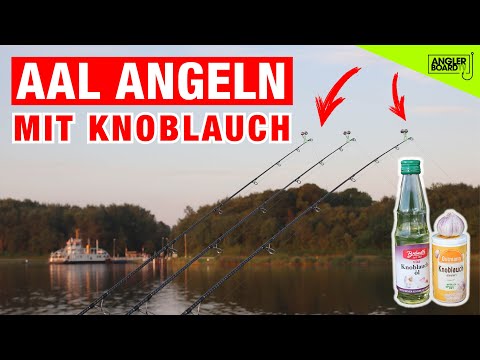 Eel fishing with garlic | Worm as bait on the canal | Comparison of two attractants