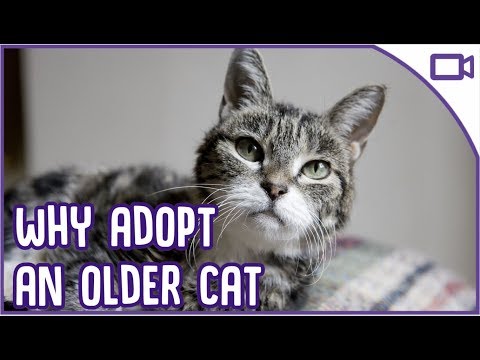 Why You Should Adopt an Older Cat - Top Reasons!