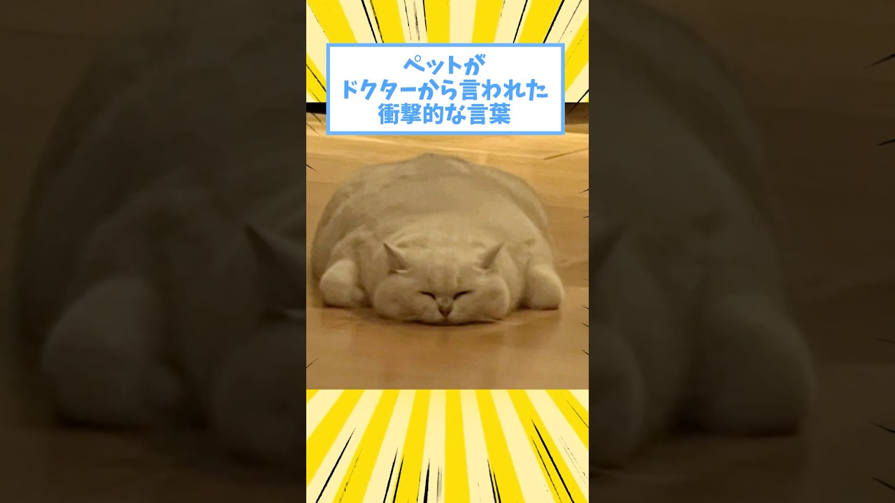 ペットがドクターから言われた衝撃的な言葉www #猫 #犬 #ペット #動物 #2ch #shorts