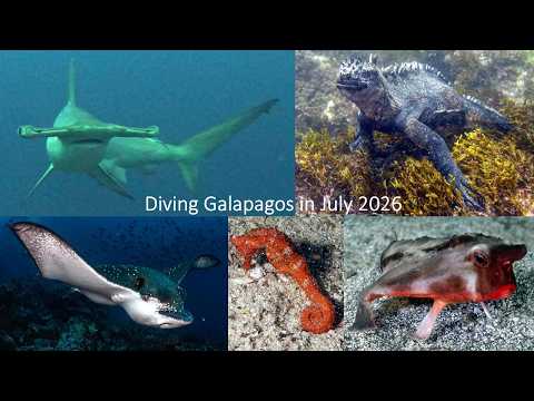 Galapagos July 2026