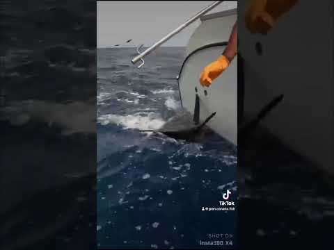 CATCH & RELEASE! - Cavalier & Blue Marlin Sport Fishing Gran Canaria