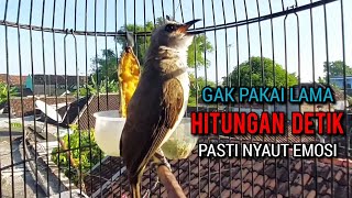 Download lagu trucukan ropel panjang TARUNG TAJAM buat pancingan trucukan agar bunyi jadikan trucukan gacor nyaut mp3