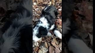 Video preview image #1 Bordoodle Puppy For Sale in CRESTON, OH, USA