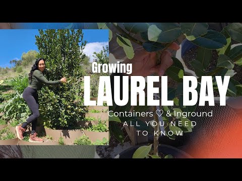 How to Grow Laurel Bay Tree 🍃 Complete Guide ♡ All you need to know!  Container and In- ground!