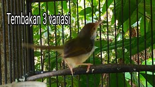 Download lagu 3 variasi prenjak lumut gacor untuk masteran mp3