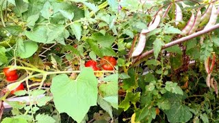 আমার শখের বাগানে একটু ঘুরে দেখা!! আলহামদুলিল্লাহ মাশাআল্লাহ!!