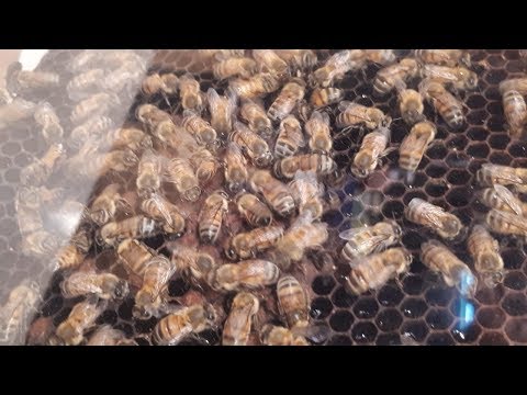 Así se produce miel en la Argentina
