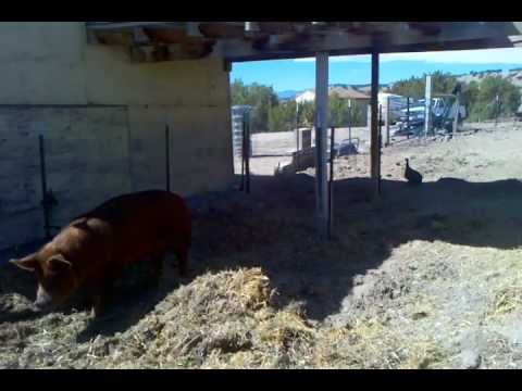 2012.03.16 - Guinea Take-Off