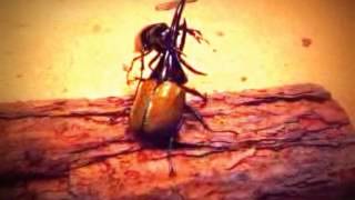 3 different bug fights!!!!!!!!!