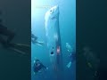 Divers Discover Giant Oarfish Off Coast Of Taiwan Seen As Symbol Of Impending Disaster