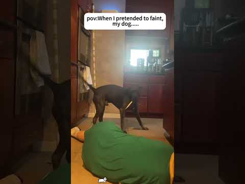 #funnydogs#cute#doglover#doglife#cure#dogshorts#pet#doglife#dogshorts