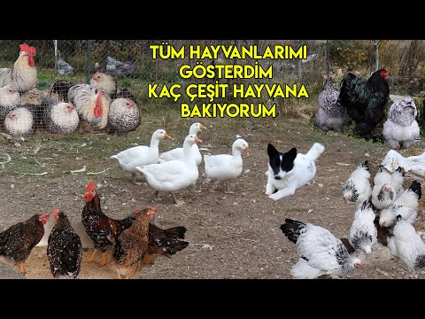 , title : 'Bütün HAYVAN Çeşitleri !!!'