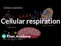 Cellular respiration | The flow of energy and matter | High school biology | Khan Academy