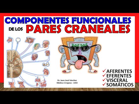 🥇 FUNCTIONAL COMPONENTS of the Cranial Nerves (Efferent, Afferent, Visceral, Special)