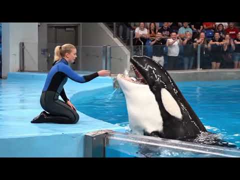 jessica radcliffe orca attack video| Jessica Radcliffe real video 