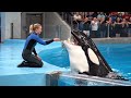 Jessica Radcliffe Orca Attack Video Jessica Radcliffe Real Video