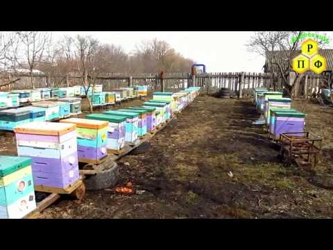 Пчеловодство. Первый облёт 23 марта 2014 года