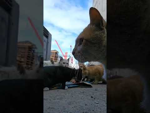 Follow us around – Life of the Cats at the Harbour! 🐾