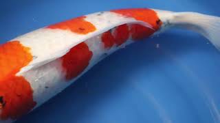 video van Sanke  2111009