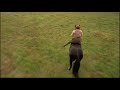 Black Beauty Running Rapidly With Joe On The Grass Joe Is Very Happy