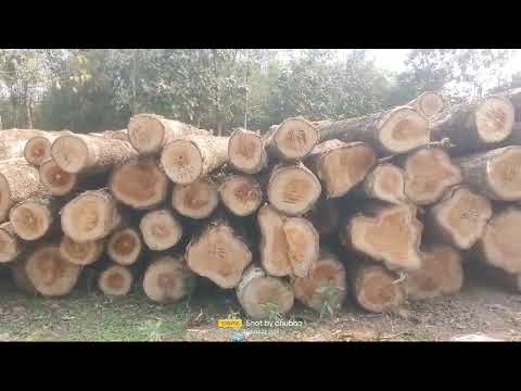 Burma Teak
