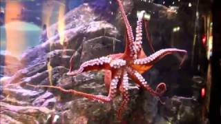 Seattle Aquarium octopus feeding
